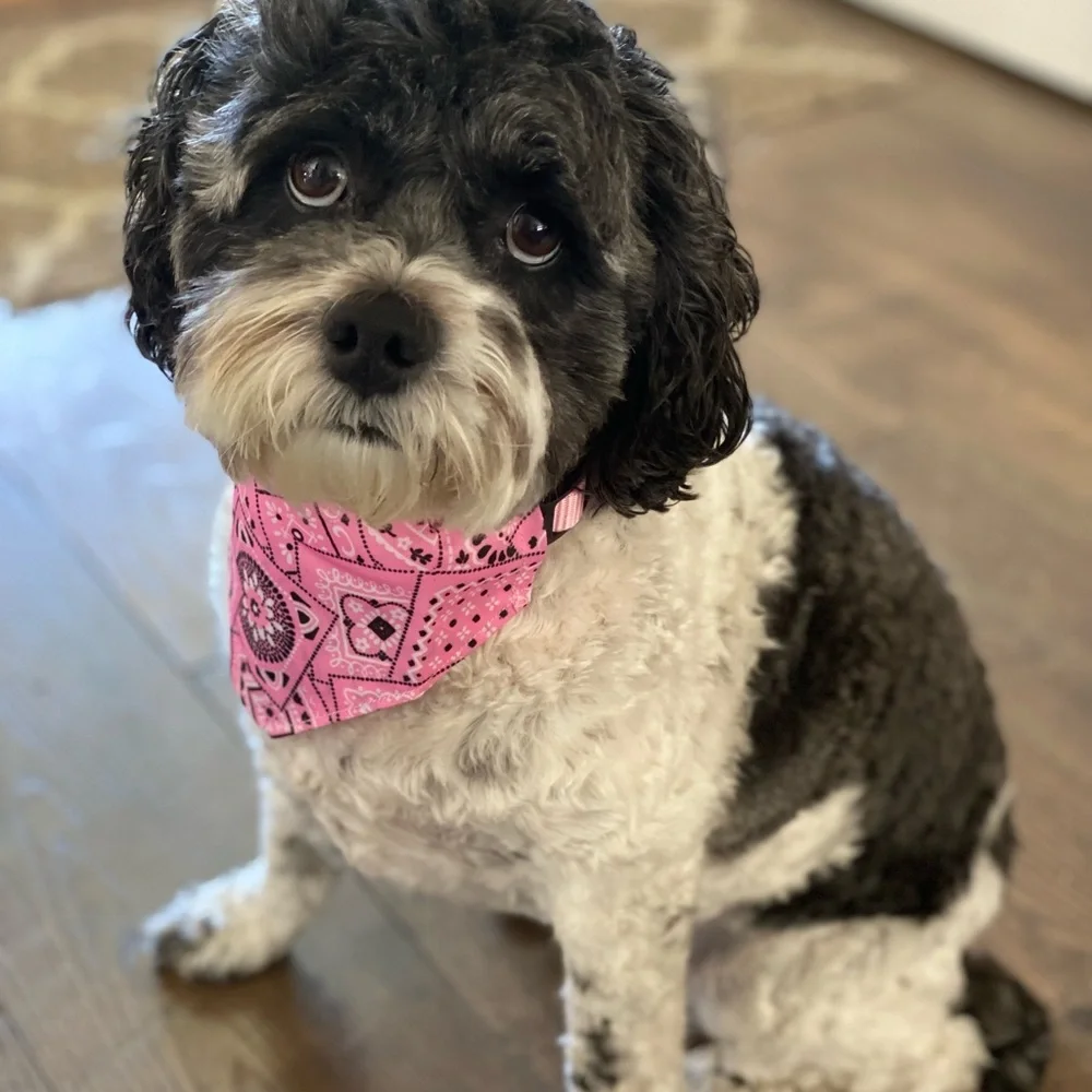 Pink Bandana Dog Collar